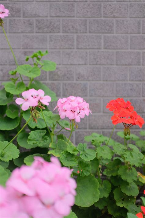 watering geraniums in hot weather